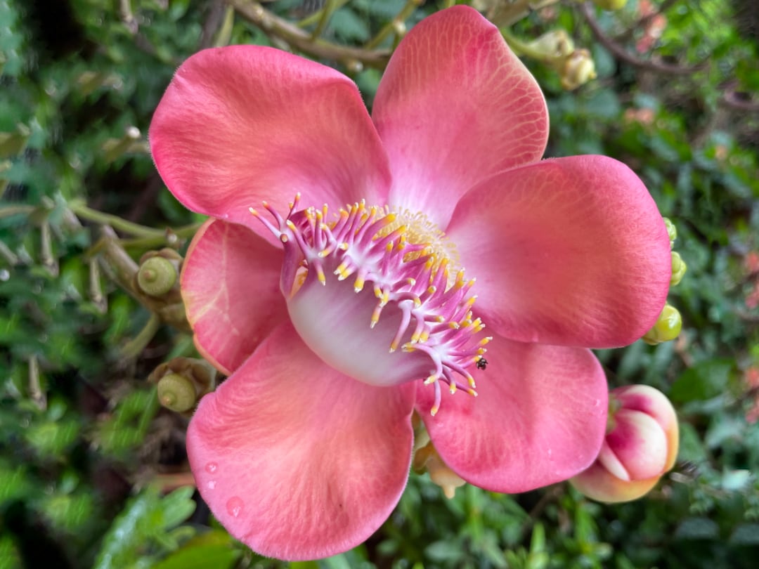 koh samed-pink-flower
